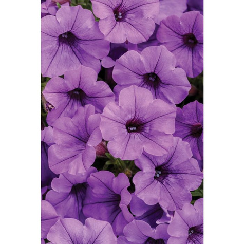 Surfinia Supertunia Mini Vista Blue Violet samoczyszcząca