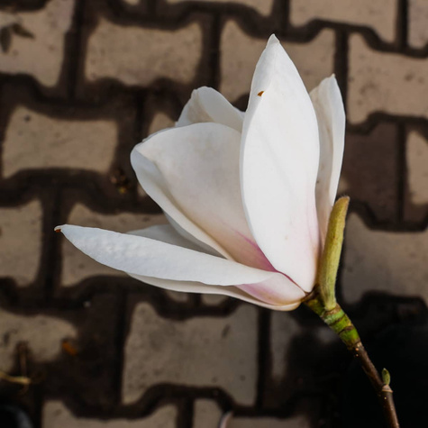 Magnolia Soulange'a Picture