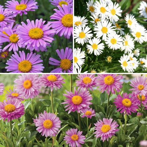 Zestaw Aster Alpejski – 6 sztuk w trzech kolorach