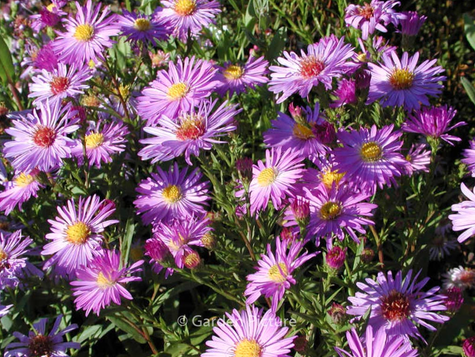 Aster gawędka Dr Otto Petschek (P9)