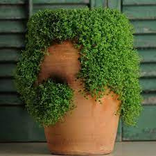 Mięta ozdobna Mini Mint pachnąca Hybryda Nowość