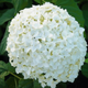 Hortensja krzewiasta Strong Annabelle (P9)