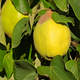 Pigwa jabłkowa Uśpiech Plant Pack