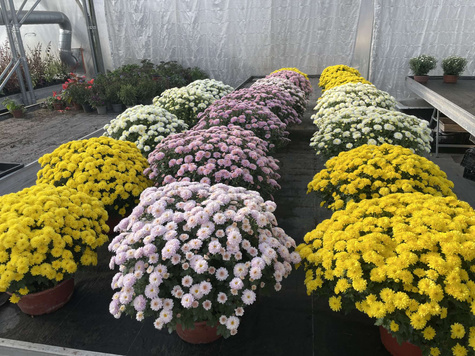 Chryzantema drobnokwiatowa Jasoda Dark Yellow sadzonki w doniczce P11