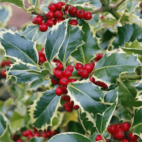 Ostrokrzew Argentea Marginata Żeński (C2)