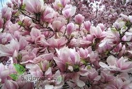 Magnolia w odmianach