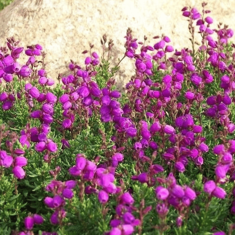 Dabecja kantabryjska (C2)