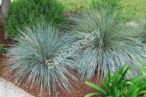 Owsiczka owies wiecznie zielona