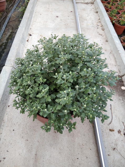 Chryzantema drobnokwiatowa fioletowa DUŻA DONICA