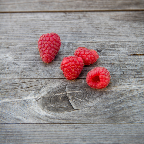 Malina Polesie powtarzająca w doniczce