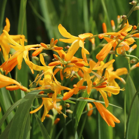 Krokosmia Cynobrówka George Davidson (C2)