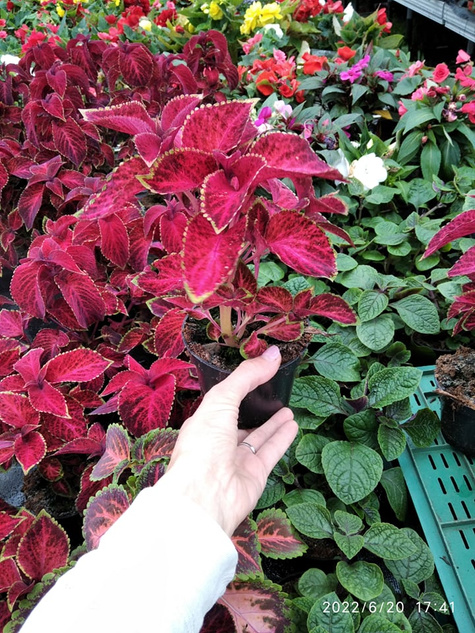 Koleus Coleus Pokrzywka czerwona