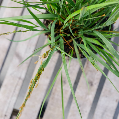 Trzęślica modra Heidebraut