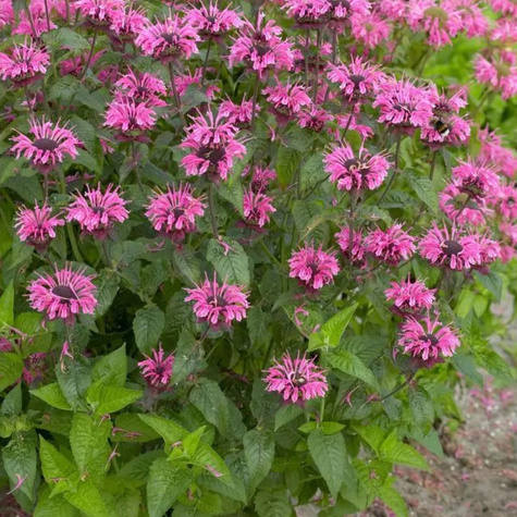 Pysznogłówka ogrodowa Croftway Pink (C2)