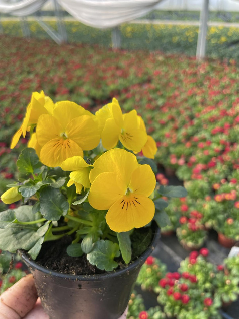 Bratek Bratki Fiołek ogrodowy drobnokwiatowy żółty sadzonka w doniczce