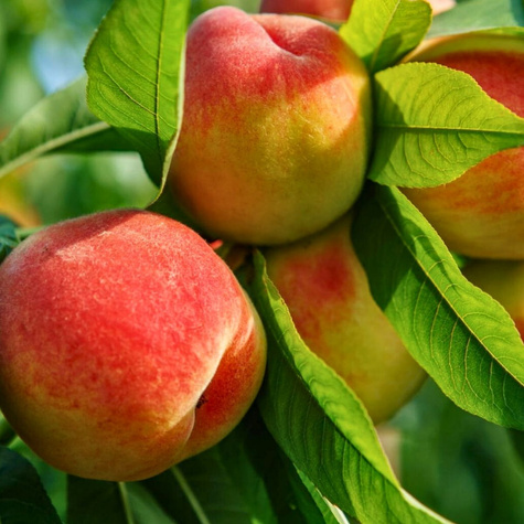 Brzoskwinia Maycrest Plant Pack