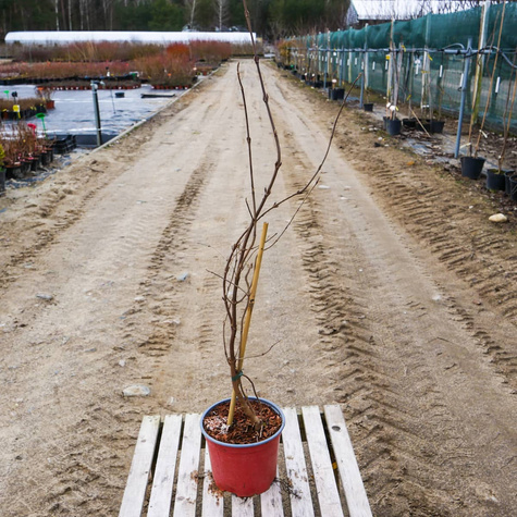 Kalina japońska Cascade (C2)