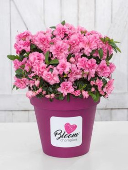 Mini Azalia BloomChampion Różowa powtarzająca kwitnienie (C2)