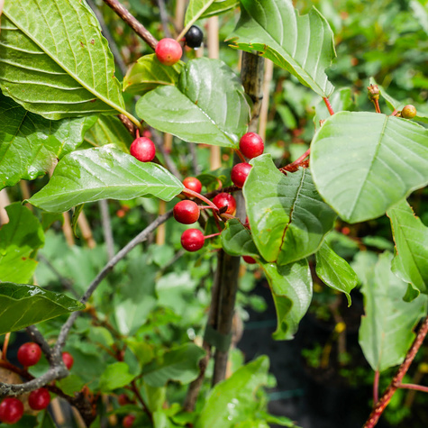 Kruszyna MIODODAJNA (C2)