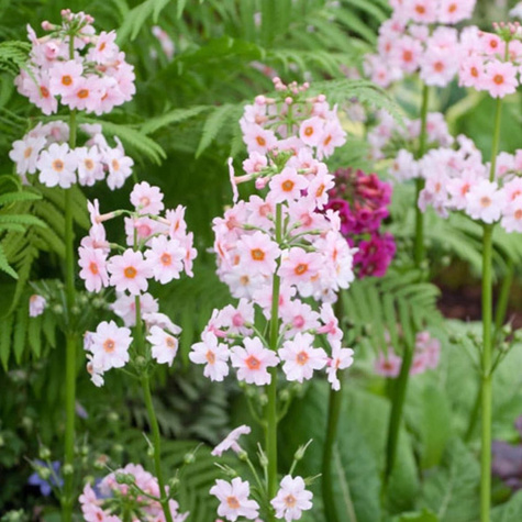 Pierwiosnek japoński Appleblossom (C2)