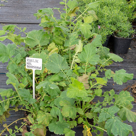 Kuklik szkarłatny Mrs Bradshaw (C2)