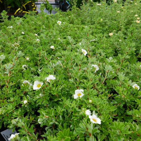 Pięciornik krzewiasty Tilford Cream (C2)