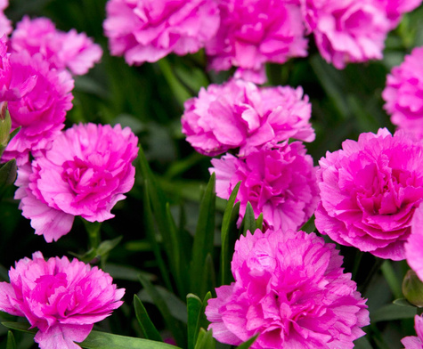 Goździk ogrodowy "Sunflor Faganza" fioletowy sadzonka w doniczce