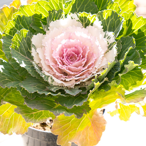 Kapusta Ozdobna kremowo-różowa wysoka