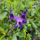 Powojnik Clematis bylinowy Rooguchi (C2)