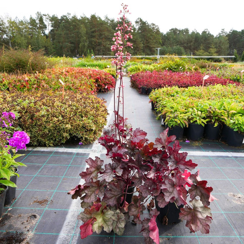 Żurawka ogrodowa Frosted Caramel (C2)