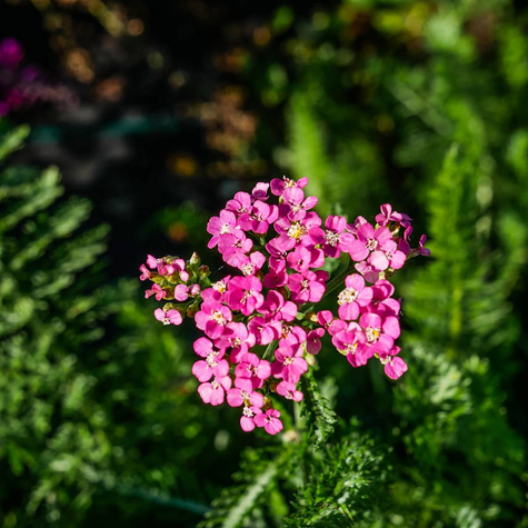 Krwawnik ogrodowy Colorado (C2)