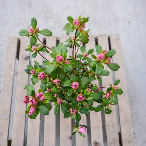 Azalia japońska Kristin