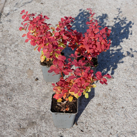 Berberys thunberga Desperados (P9)