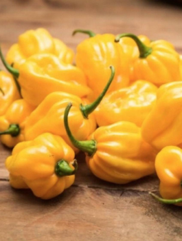 Papryka ostra Habanero Yellow 0,2g