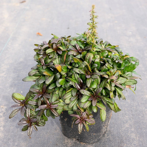 Dąbrówka rozłogowa Mini Mahogany (C2)