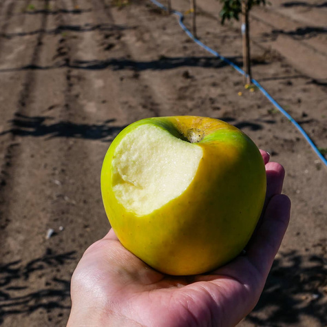 Jabłoń Gold Bohemia Plant Pack