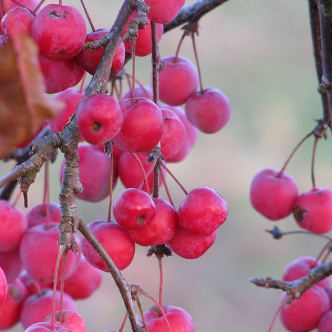 Jabłoń ozdobna rajska Red Sentinel