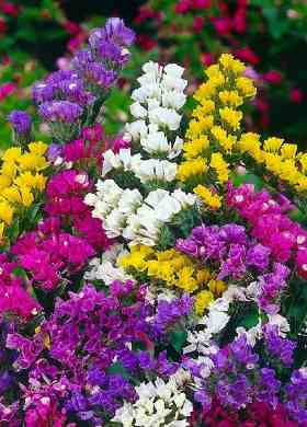 Zatrwian letni mix - nasiona ocierane 0,2g Spójnia