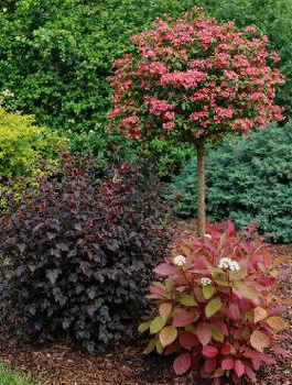 Zestaw Roślin Ogród Pełen Emocji