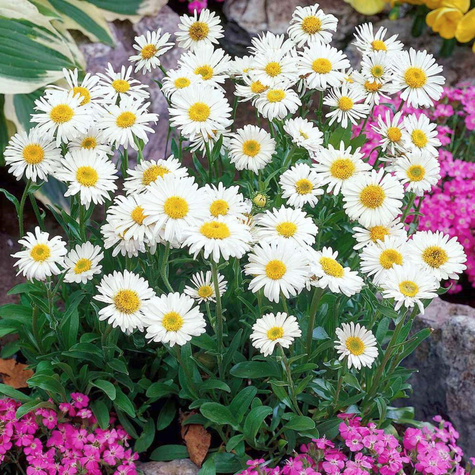 Aster wrzosolistny Alaska (C2)