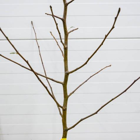 Grusza Lukasówka odporna PLANT PACK