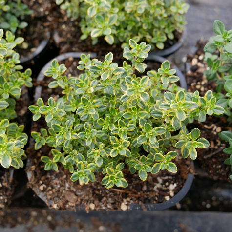 Macierzanka cytrynowa Doone Valley (C2)