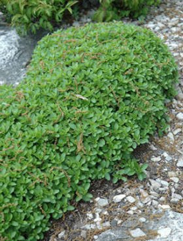 Lebiodka pospolita Oregano Compactum (C2)