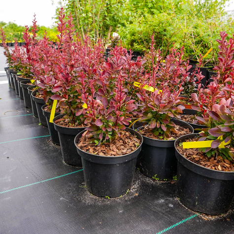Berberys Thunberga Red Rocket (C2)
