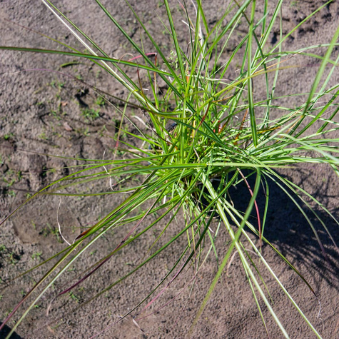 Miskant chiński Yaku Jhima