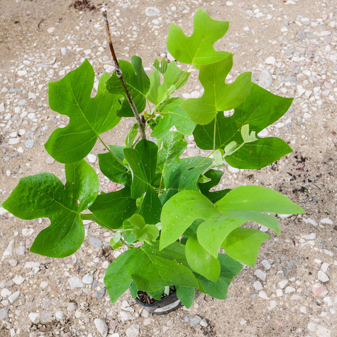 Tulipanowiec amerykański (C7)