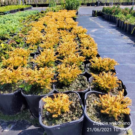 Thuja Tuja Żywotnik zachodni Golden Tuffet (C2)