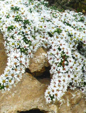 Aster wrzosolistny Snow Flurry biały płożący