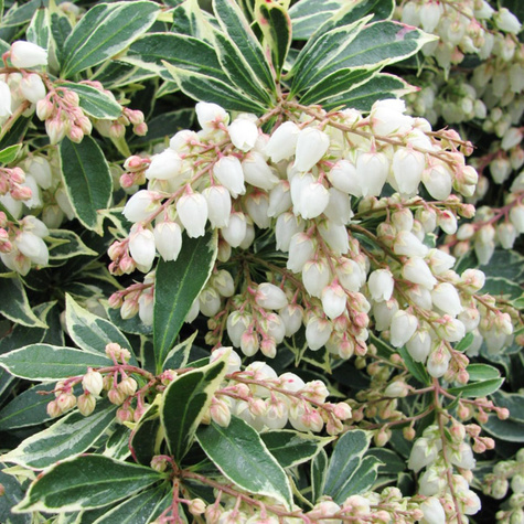 Pieris japoński Variegata (C2)