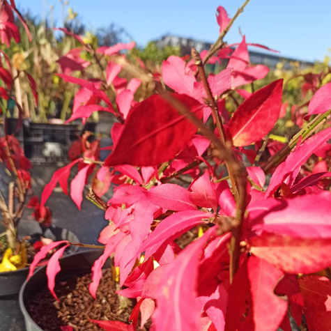 Trzmielina oskrzydlona (C2)